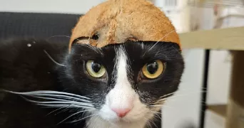 julien pet sitter à MONTBOUY 45230