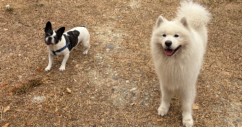 sophie pet sitter à NICE 06000_7