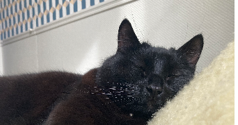 virginie pet sitter à IVRY SUR SEINE 94200_1