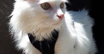 amandine pet sitter à CHAMALIERES 63400_2