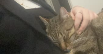 jeanne pet sitter à VERTAIZON 63910_2