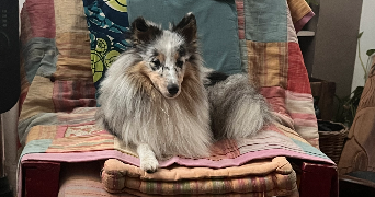 elvire pet sitter à LILLE 59000_3