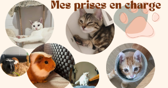 félicie pet sitter à CANNES ECLUSE 77130_1