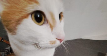 camille pet sitter à lyon 69008_14