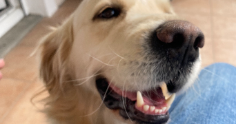 thémis pet sitter à PARIS 03 75003_6