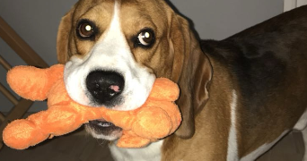maëlane pet sitter à VANNES 56000_3