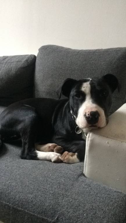 Flora  pet sitter à Hallencourt 80490_5