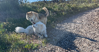 mylène pet sitter à HYERES 83400_1