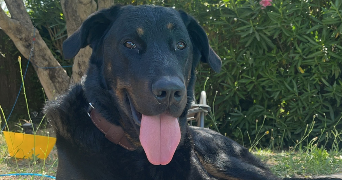 roxanne pet sitter à VIDAUBAN 83550_5