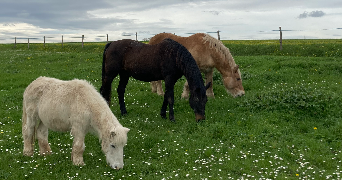 jeanne pet sitter à CHAMPIGNY EN ROCHEREAU 86170_1