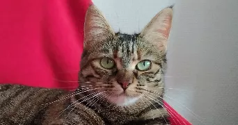 amélie pet sitter à NIMES 30000