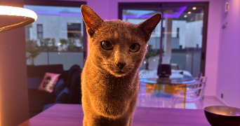 estelle pet sitter à Thionville 57100_2