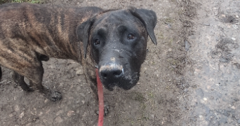 flavie pet sitter à CHAMPENOUX 54280_12