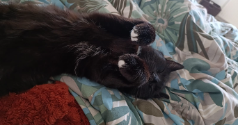 anne-laure cat sitter à TOULOUSE 31200_2