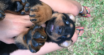 anis pet sitter à CONFLANS STE HONORINE 78700_2