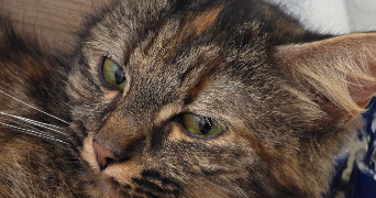 laetitia pet sitter à NORGES LA VILLE 21490_7