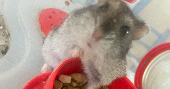 josiany  pet sitter à TOULOUSE 31400_2