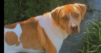 melissa pet sitter à DEVILLE LES ROUEN 76250_2