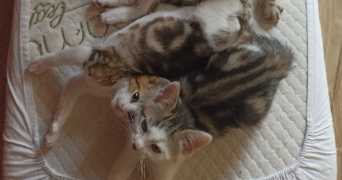 tiffany pet sitter à POMMEUSE 77515_3