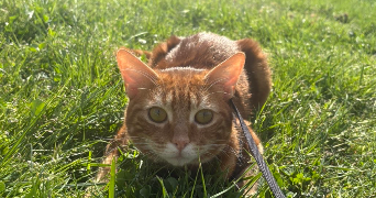 chloé pet sitter à CHEVILLON SUR HUILLARD 45700_0