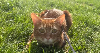 chloé pet sitter à CHEVILLON SUR HUILLARD 45700