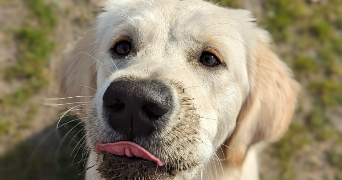 fiona pet sitter à BERCK 62600_0