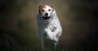 nathalie pet sitter à LA GARDE 83130_1