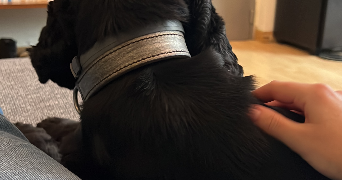 laure pet sitter à PARIS 11 75011_2