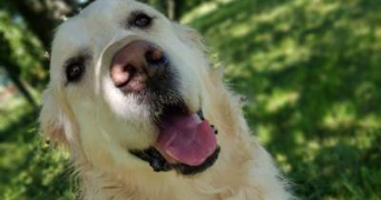 nathalie pet sitter à LUCENAY 69480_0