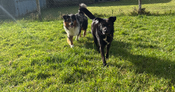 alycia pet sitter à Amfreville les champs 76560_3