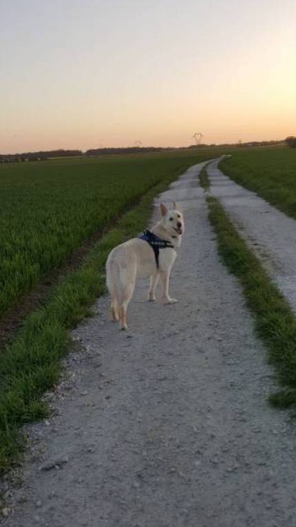 vincent pet sitter à Mandres 27130_0