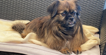 marion pet sitter à AUDINCTHUN 62560_3