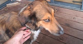 leslie pet sitter à ST MARTIN DE SEIGNANX 40390_8