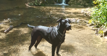 sarah pet sitter à LAVAL 53000_1