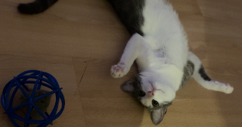 alice pet sitter à ST SEBASTIEN SUR LOIRE 44230_1