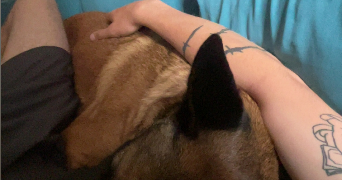 bryan pet sitter à BRAY DUNES 59123_2