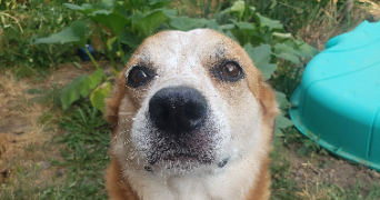 annelyse pet sitter à ISSOIRE 63500_2