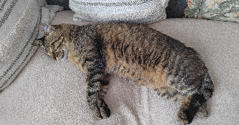 anais pet sitter à Mériel 95630_2
