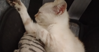 tiphanie pet sitter à LA CHAIZE LE VICOMTE 85310_2