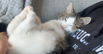 chloé pet sitter à ROUEN 76100_1