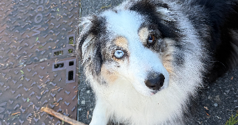 karina pet sitter à EVIAN LES BAINS 74500_3