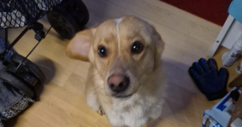 jade pet sitter à BREST 29200_1
