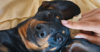 bruno pet sitter à FARAMANS 01800_9
