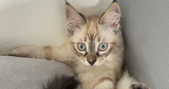 elena pet sitter à POITIERS 86000_2