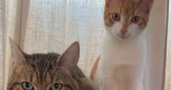 maelys pet sitter à LAMBERSART 59130