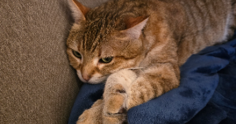 jimmy pet sitter à PARIS 14 75014_7
