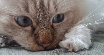 corentine pet sitter à SIVRY ANTE 51800_4