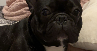 pauline pet sitter à VIRE NORMANDIE 14500_3