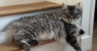 maeline pet sitter à SAVIGNY SUR ORGE 91600_7