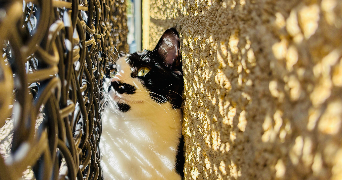 julie pet sitter à SALAISE SUR SANNE 38150_5